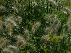 Meer landschappen